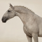 Craque Das Figueiras